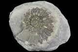Ammonite (Pleuroceras) Fossil - Burgebrach, Germany #77237-1
